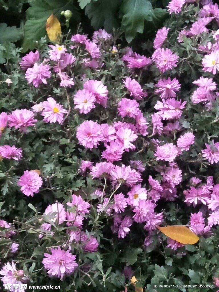 鲜花