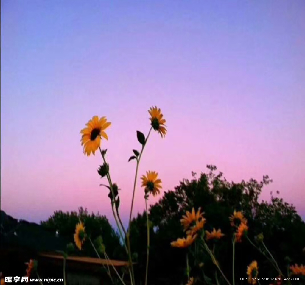 小花