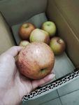 苹果