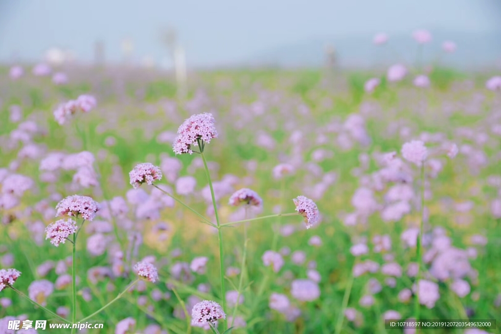 鲜花