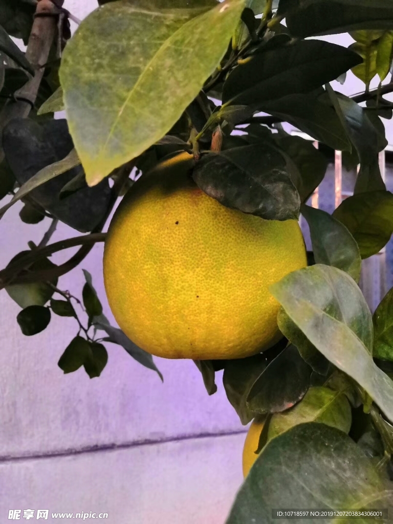 橙桔