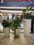 花卉