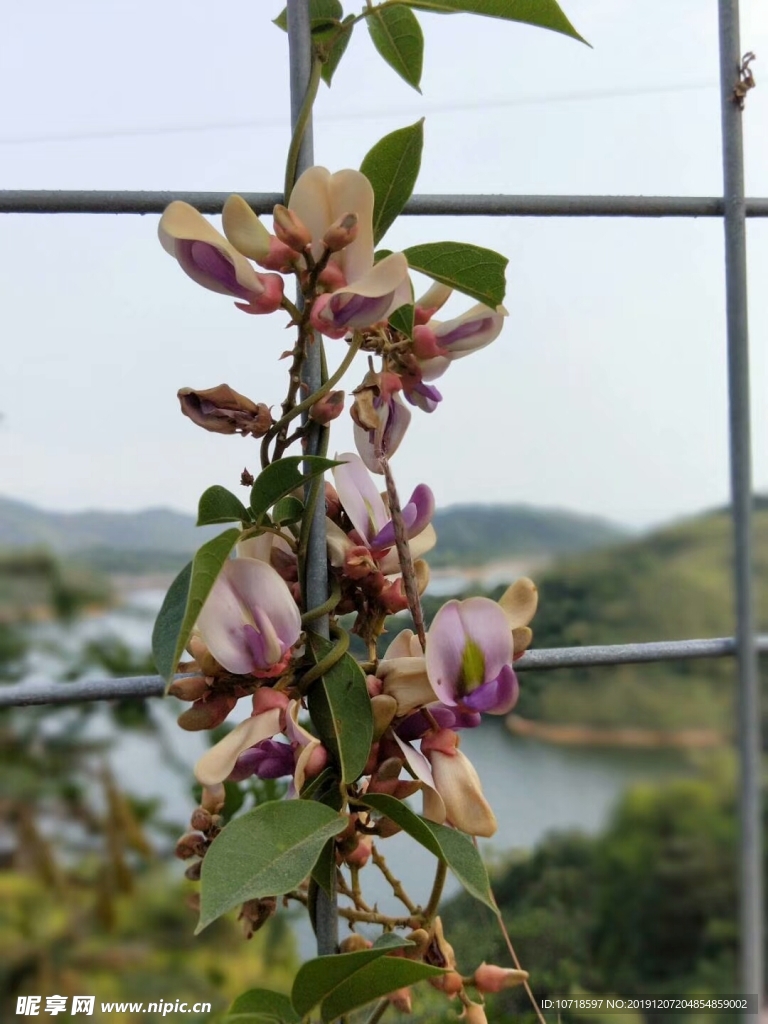 鲜花