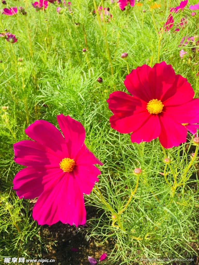 鲜花