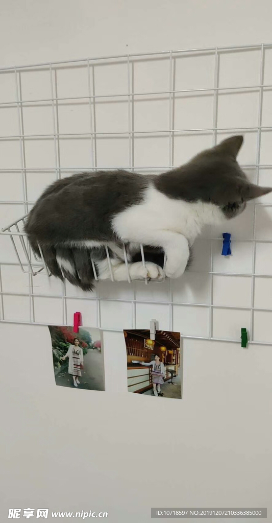 小狗