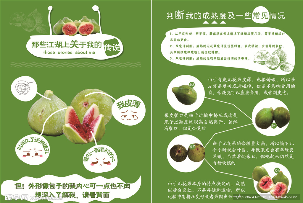 无花果介绍说明