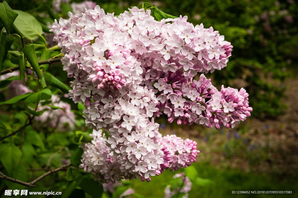 丁香花