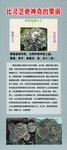 栗涡的功效
