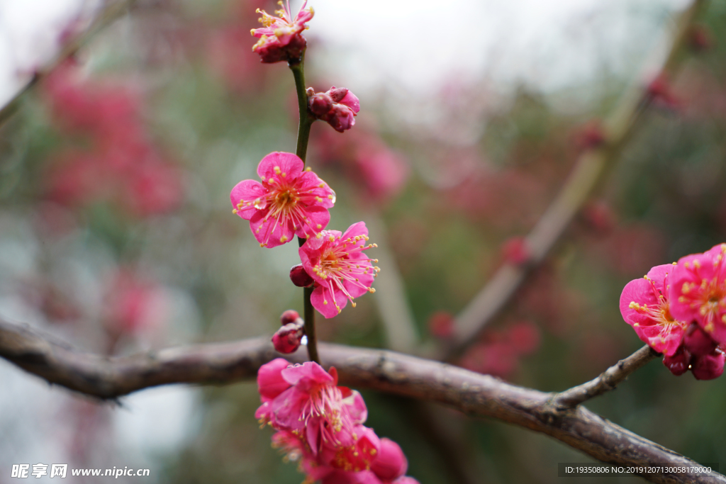 粉红色的梅花花枝