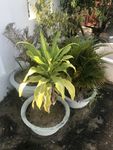 植物