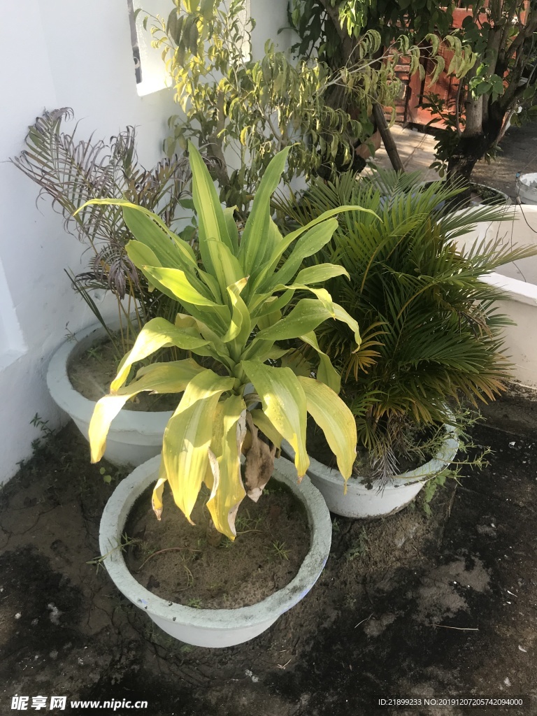 植物