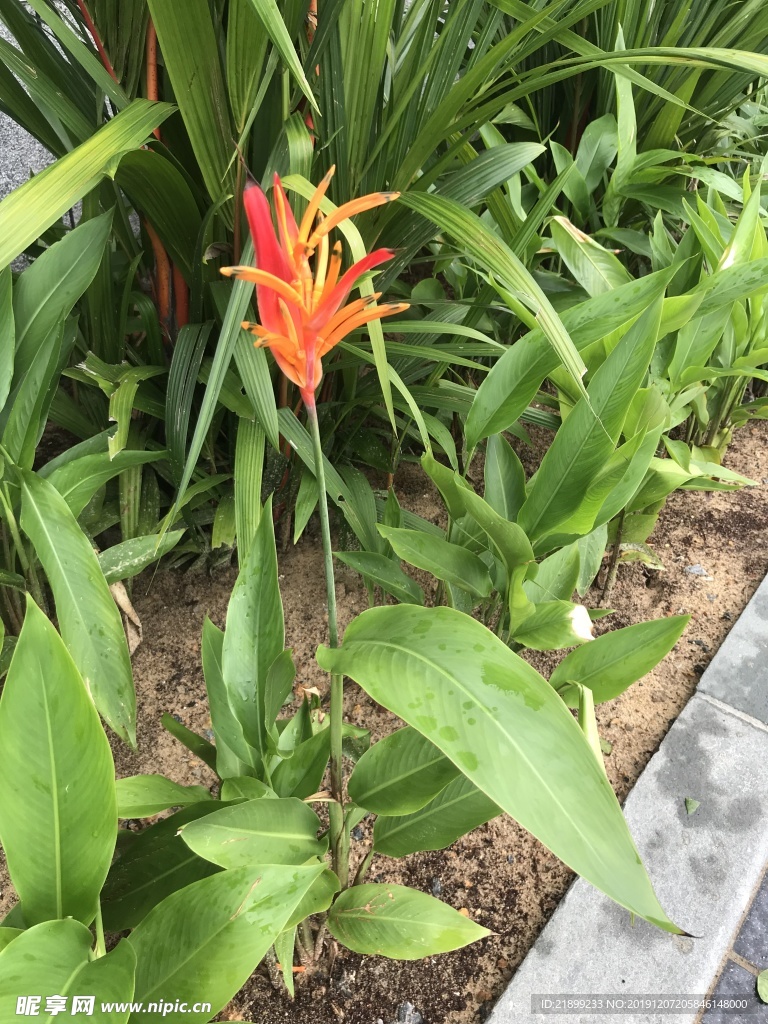朱焦花