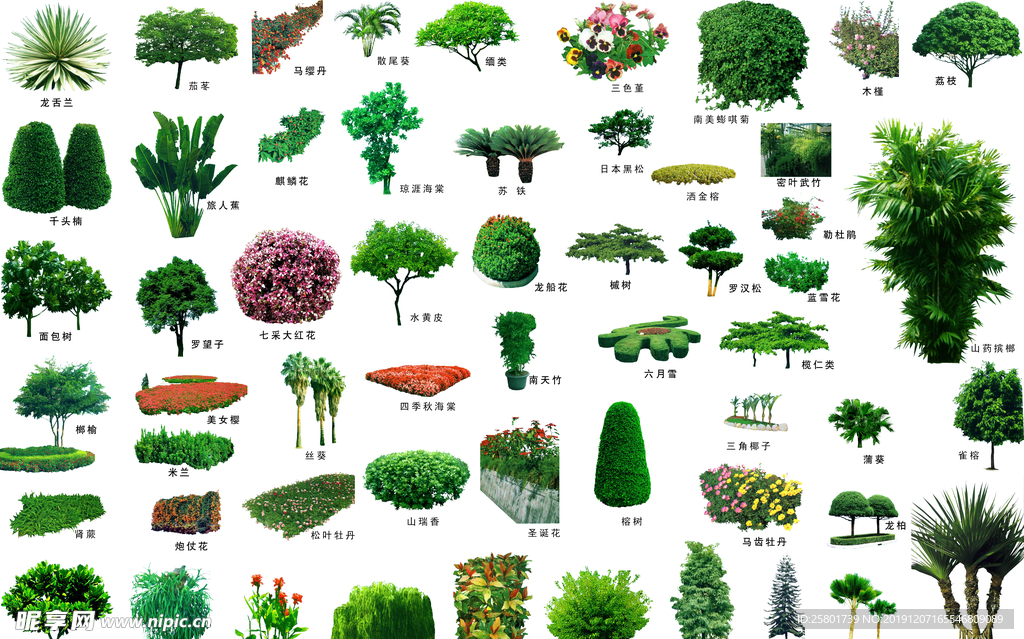 绿色植物