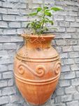 盆栽 陶罐 绿植 园艺 植物