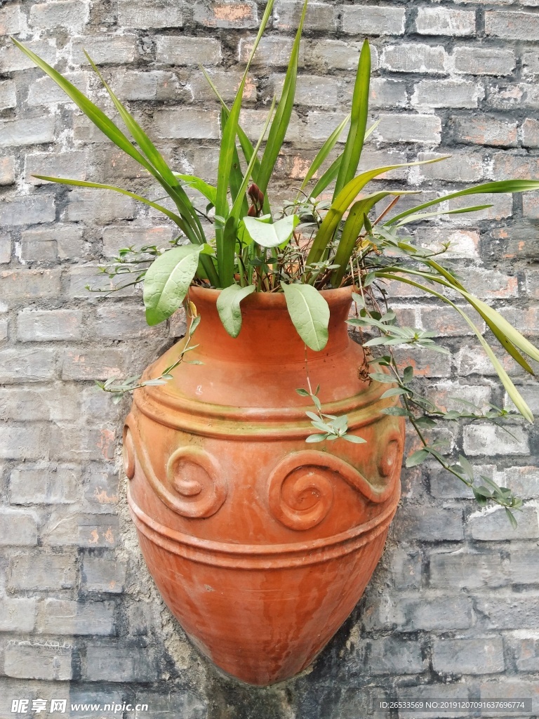 盆栽 陶罐 绿植 园艺 植物