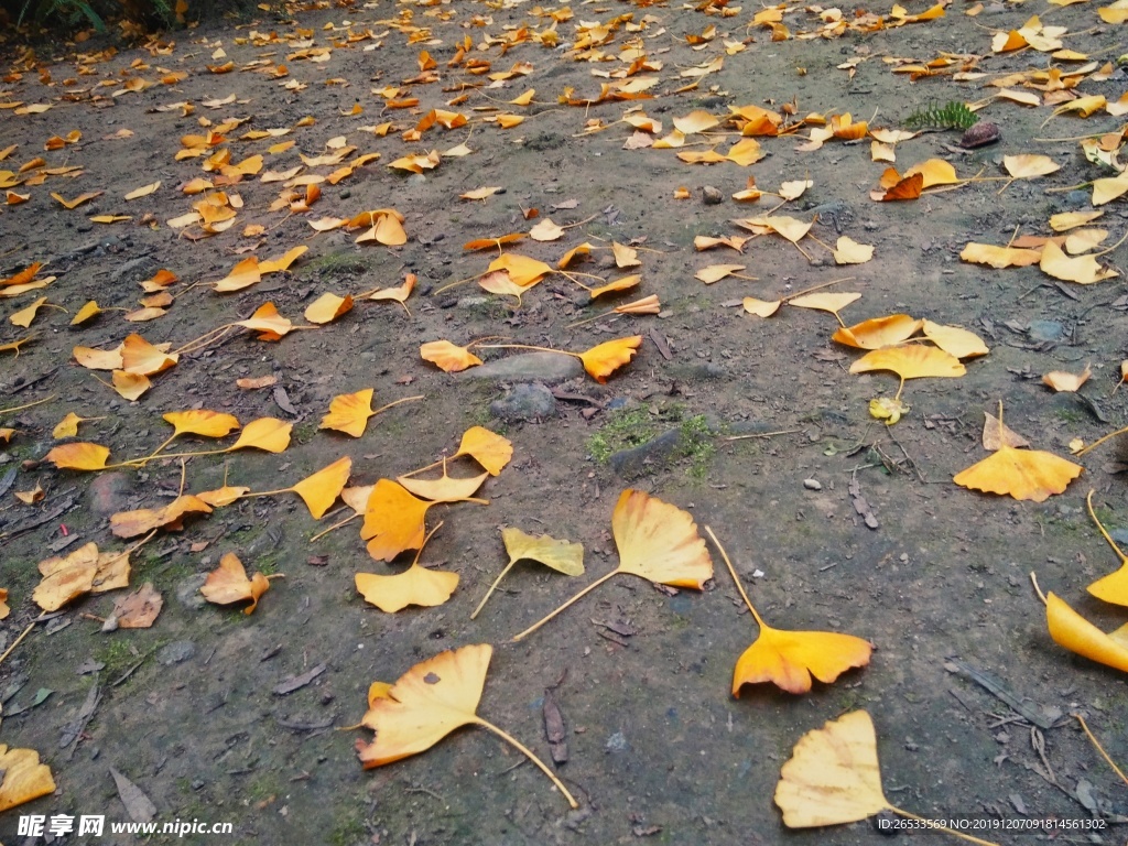 银杏叶 落叶 黄叶 秋天 树叶