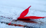 冰下红树叶