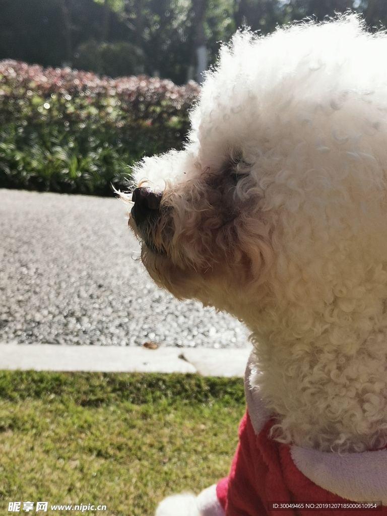 小狗