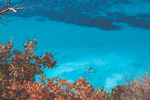 海