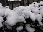 花坛的积雪