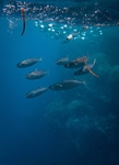 海洋