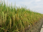 广西水稻稻田