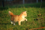 虎斑猫