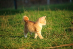 虎斑猫