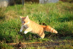 虎斑猫