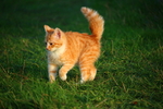 虎斑猫