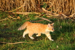 虎斑猫
