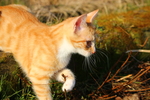 虎斑猫