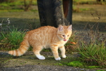 虎斑猫