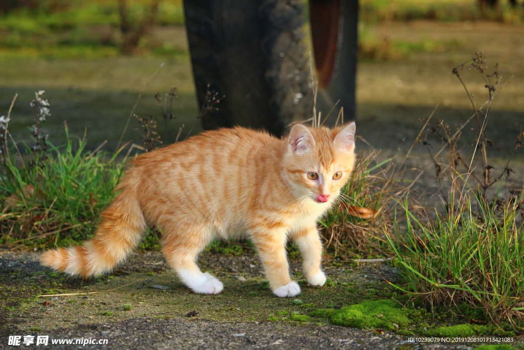 虎斑猫