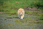 虎斑猫