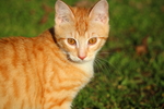 虎斑猫