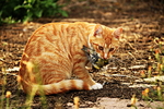 虎斑猫