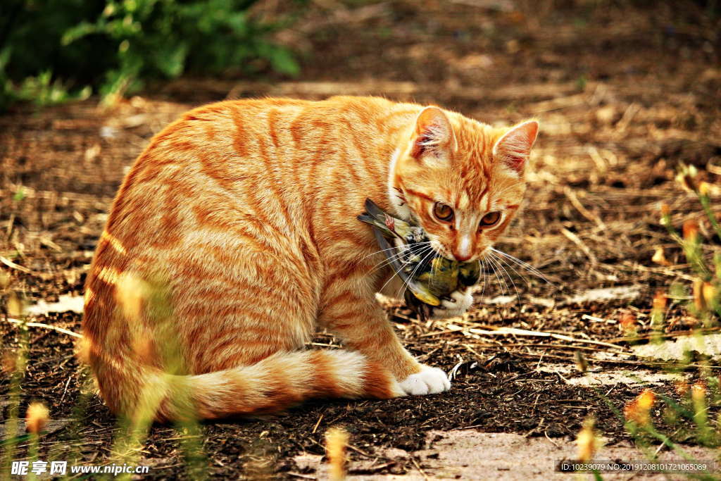 虎斑猫