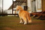 虎斑猫