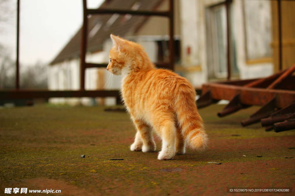 虎斑猫