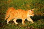 虎斑猫