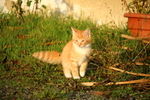 虎斑猫