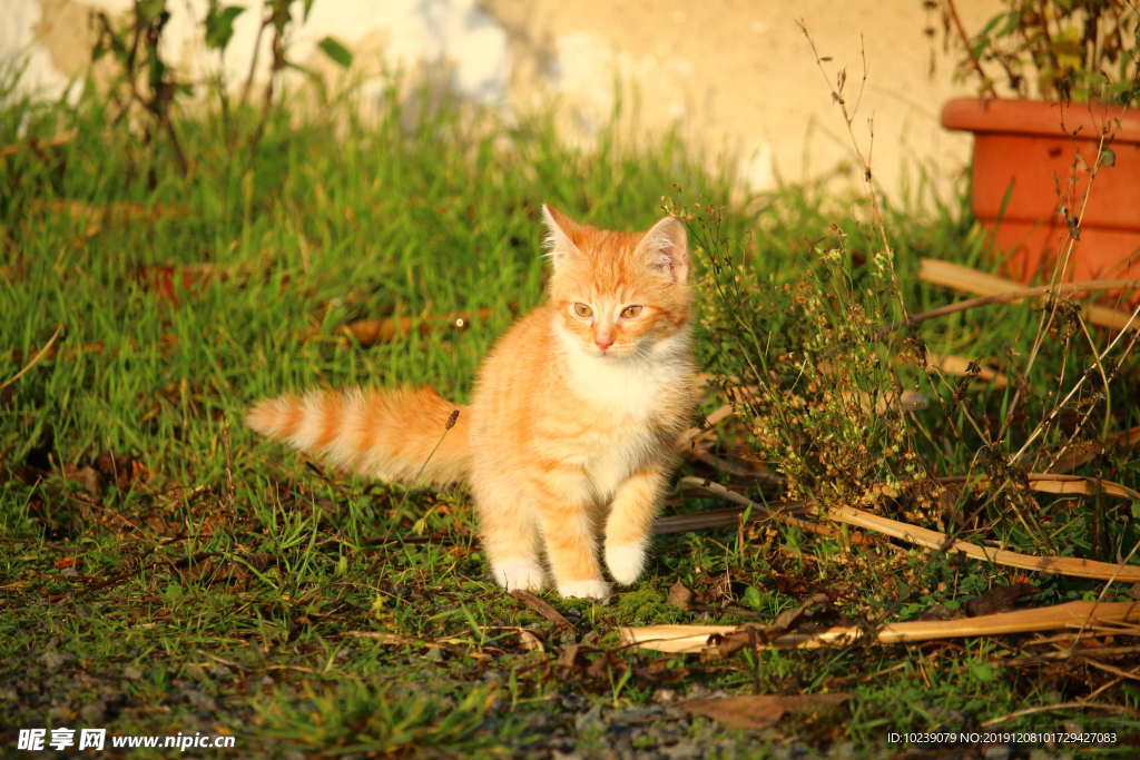 虎斑猫