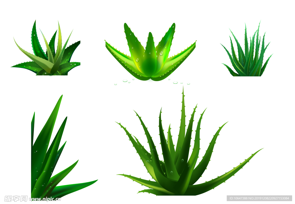 芦荟素材