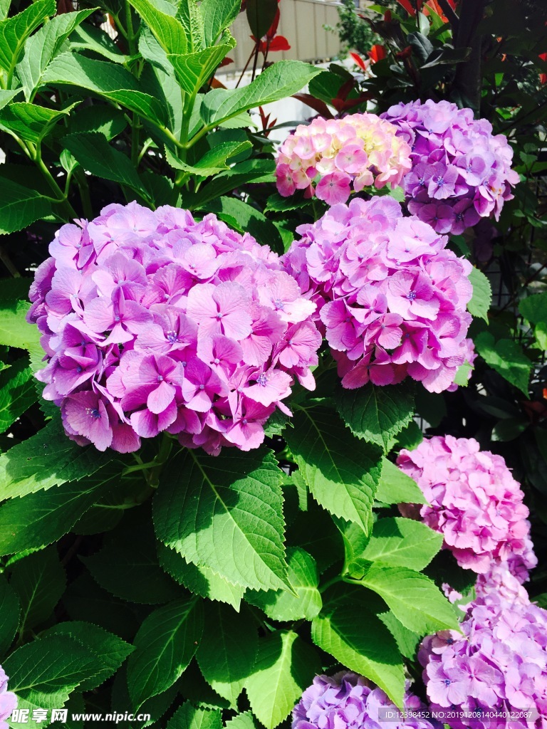 蓝色绣球花