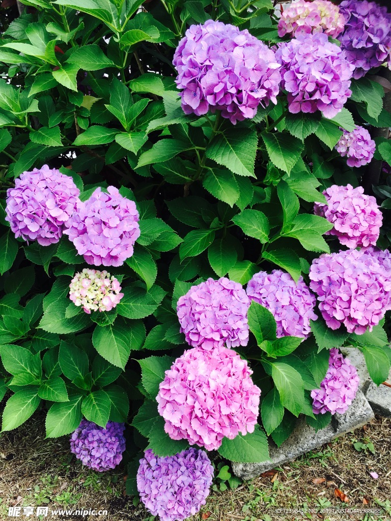 蓝色绣球花