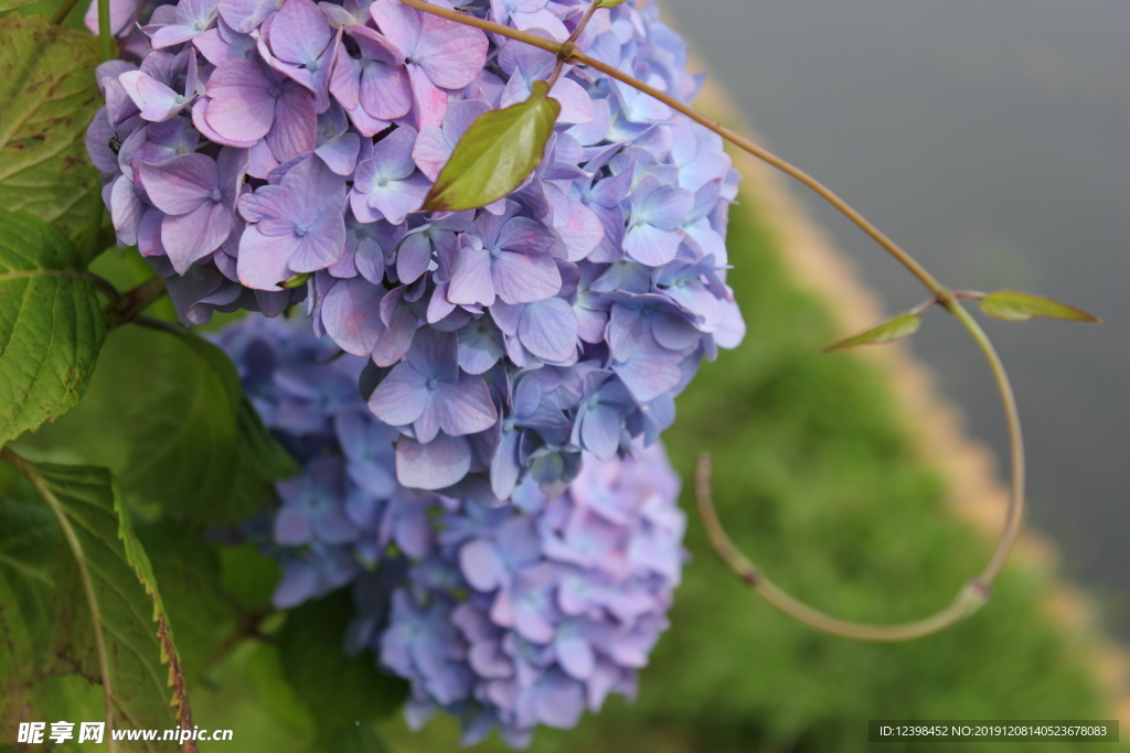 蓝色绣球花