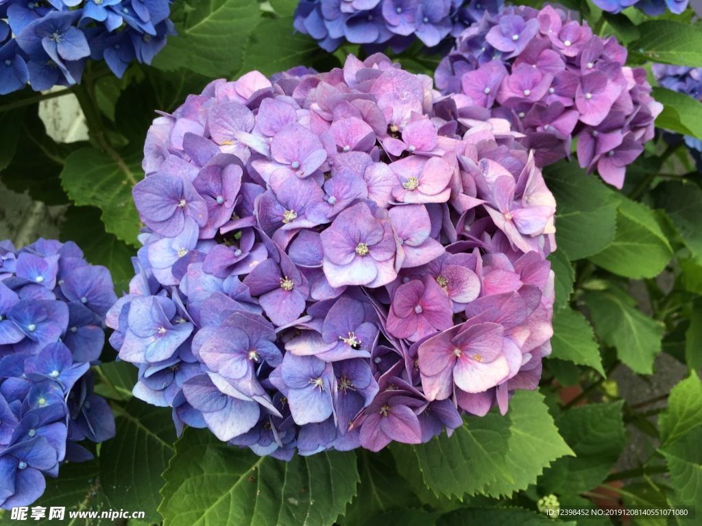蓝色绣球花