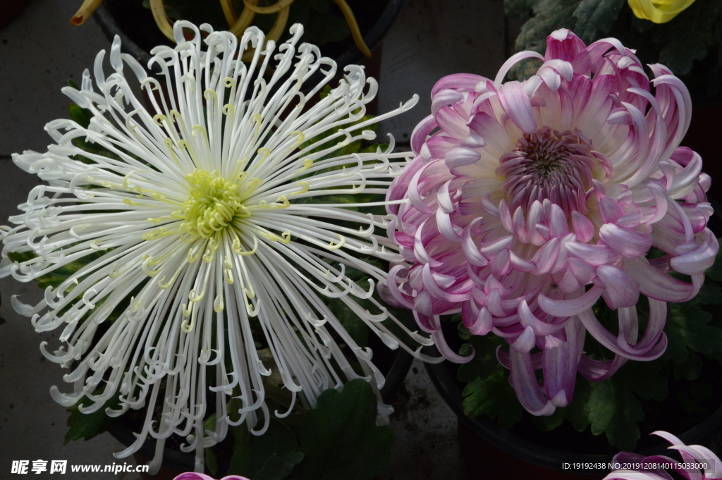 菊花