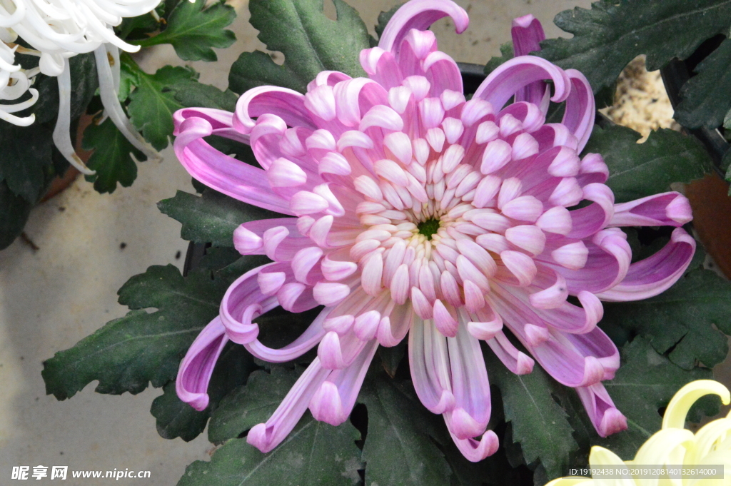 菊花